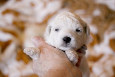 Les chiots de Bichon Frise