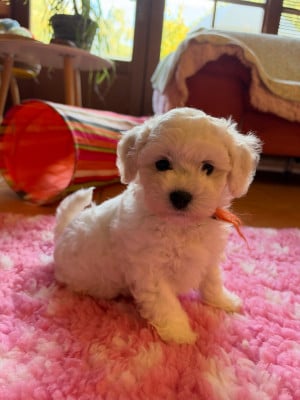 Les chiots de Bichon Frise