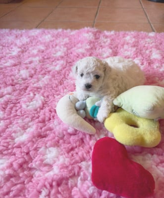Les chiots de Bichon Frise