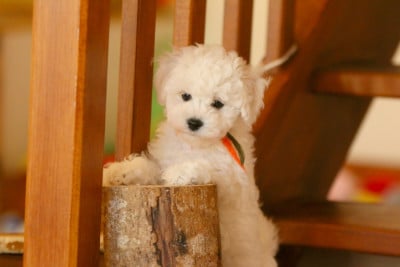 Billy - Bichon Frise