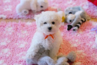 Bichon Frise