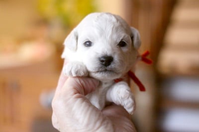 Les chiots de Bichon Frise