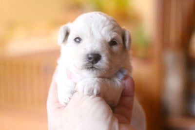 Les chiots de Bichon Frise