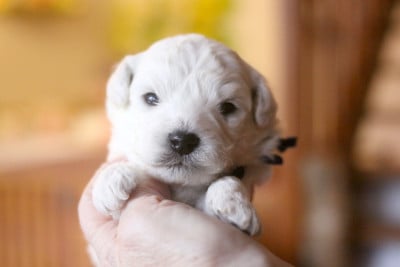 Les chiots de Bichon Frise