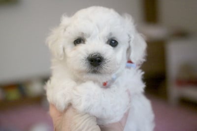 Les chiots de Bichon Frise