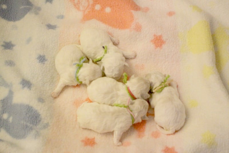 Bichon Frise - de la Felhotte