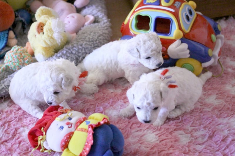 Bichon Frise - de la Felhotte