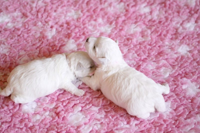 Bichon Frise - de la Felhotte