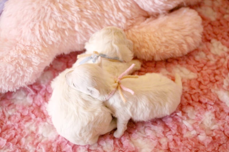 Bichon Frise - de la Felhotte