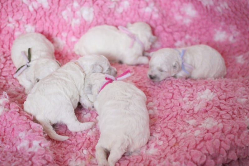 Bichon Frise - de la Felhotte