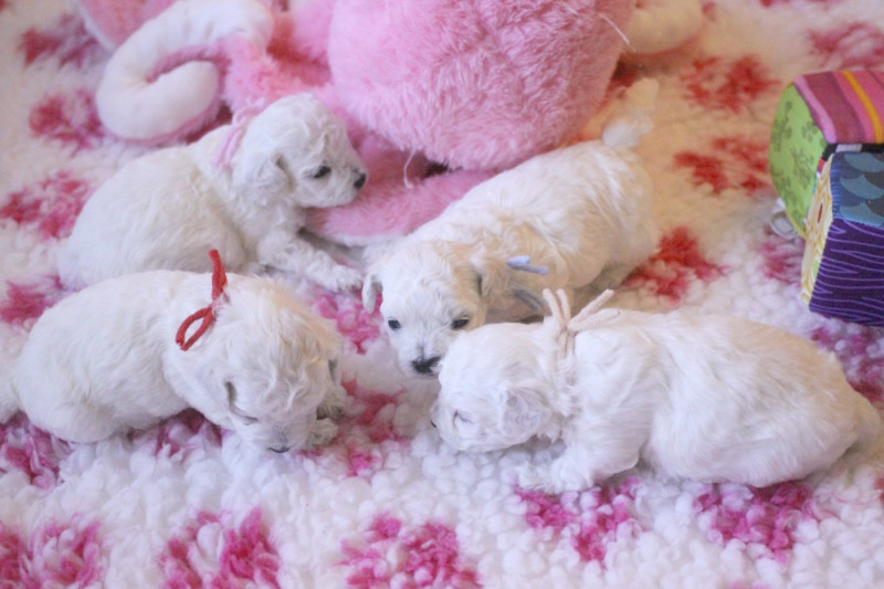 Bichon Frise - de la Felhotte