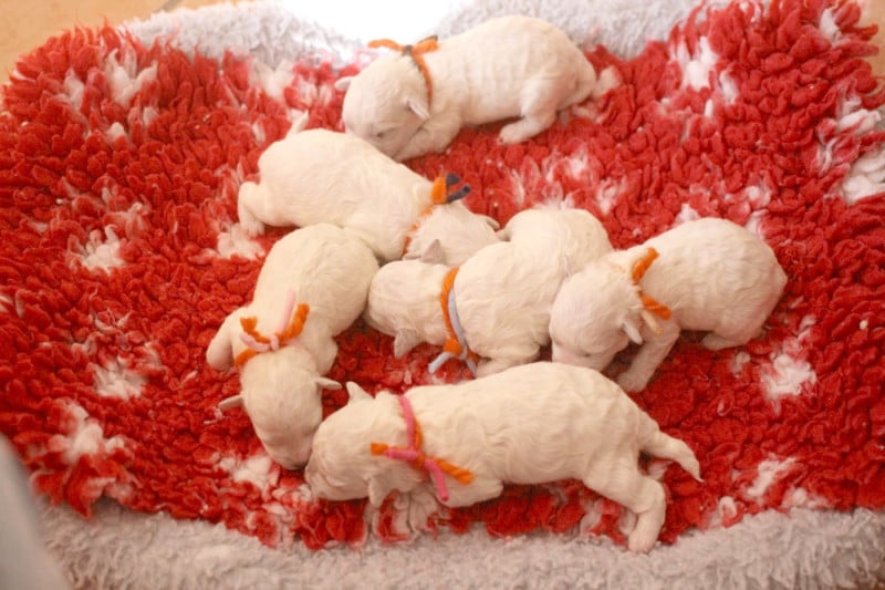 Bichon Frise - de la Felhotte