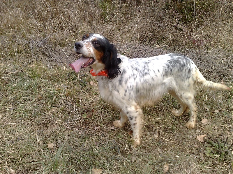 Publication : du mas des Vernets Auteur : Mr GAUNE JOCELYN