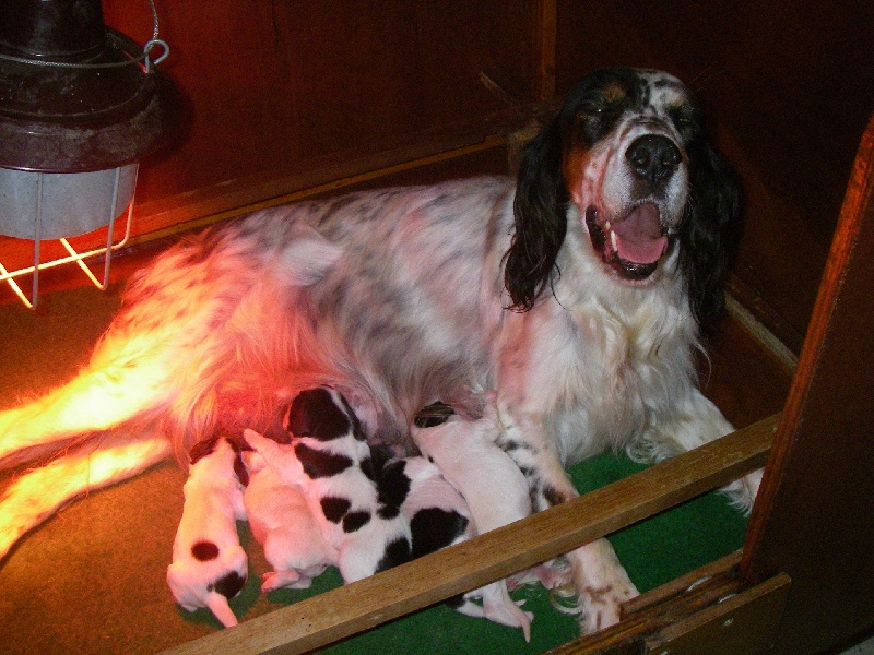 Publication : du mas des Vernets Auteur : Mr GAUNE JOCELYN