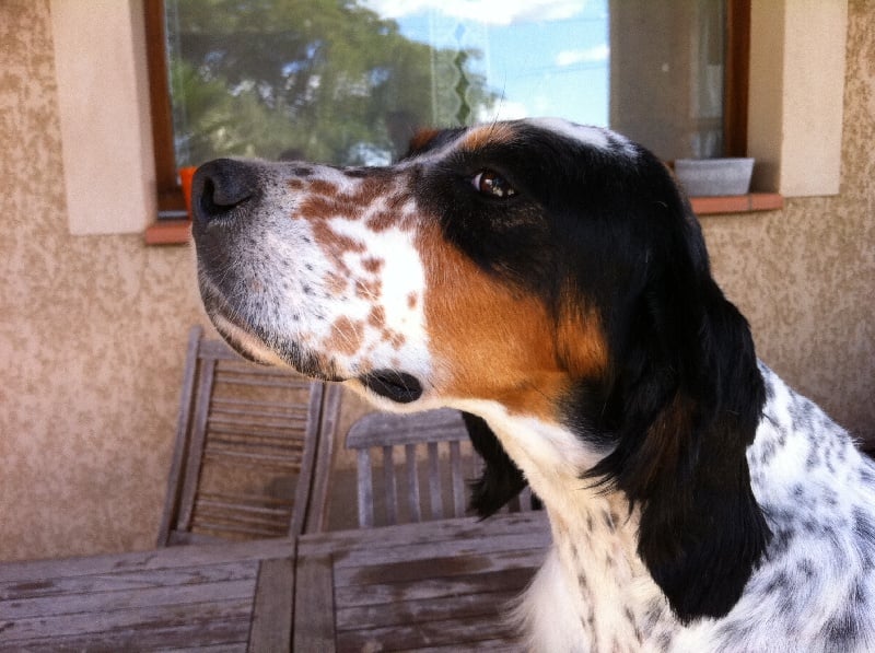 Publication : du mas des Vernets Auteur : Mr GAUNE JOCELYN