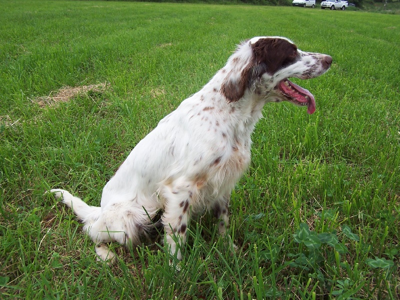 Publication : du mas des Vernets Auteur : GAUNE JOCELYN