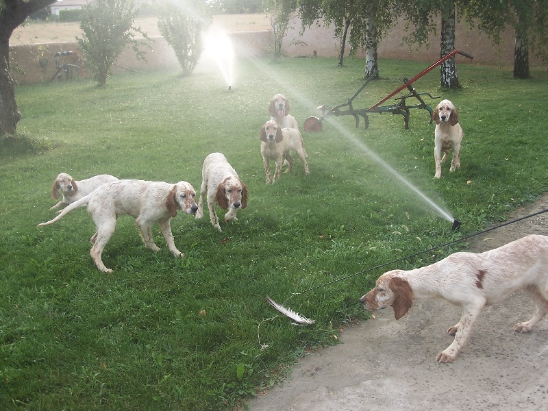 Publication : du mas des Vernets Auteur : GAUNE JOCELYN