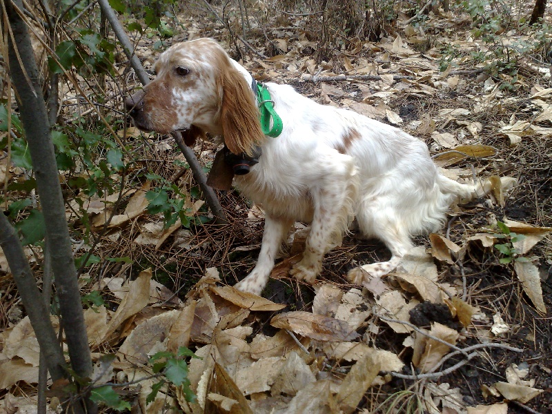 Publication : du mas des Vernets Auteur : GAUNE JOCELYN