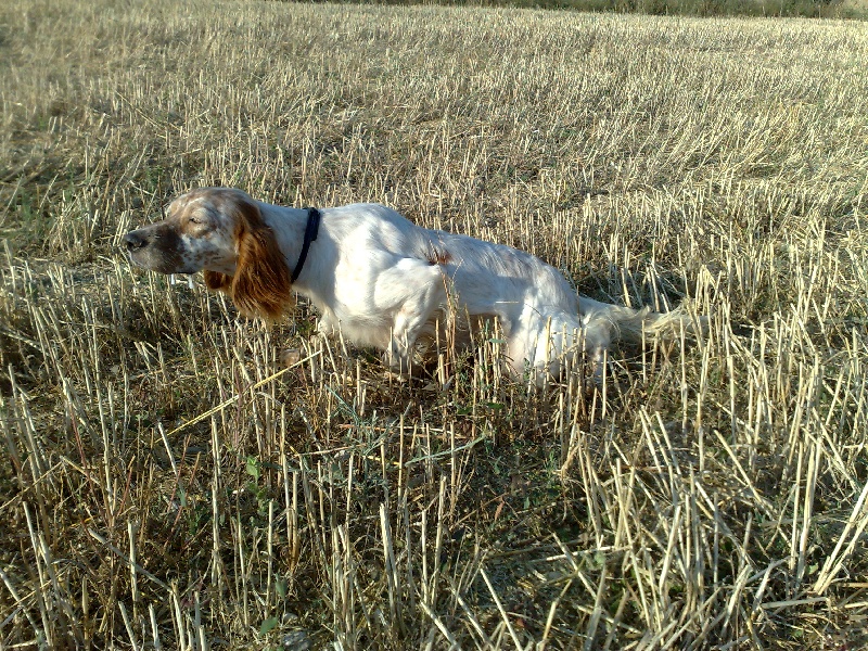 Publication : du mas des Vernets Auteur : GAUNE JOCELYN