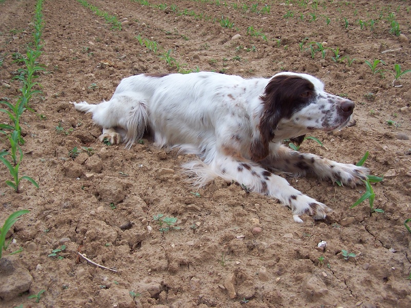 Publication : du mas des Vernets Auteur : GAUNE JOCELYN