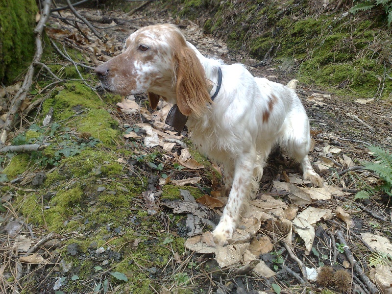 Publication : du mas des Vernets Auteur : GAUNE JOCELYN