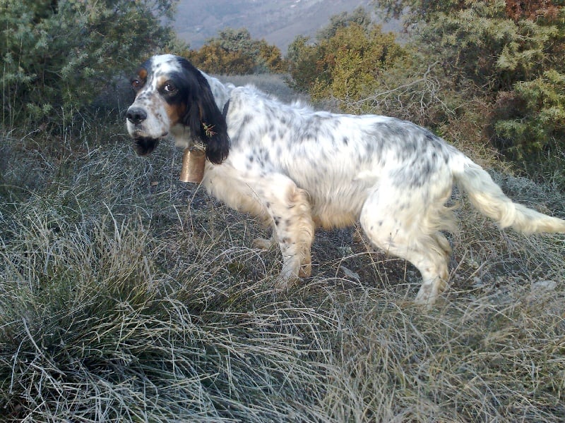 Publication : du mas des Vernets Auteur : Mr GAUNE JOCELYN