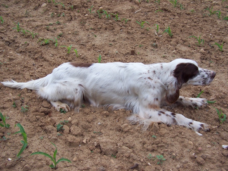 Publication : du mas des Vernets Auteur : GAUNE JOCELYN