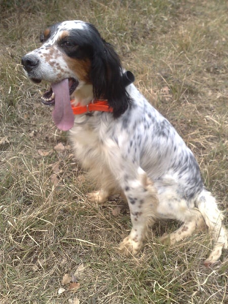 Publication : du mas des Vernets Auteur : Mr GAUNE JOCELYN