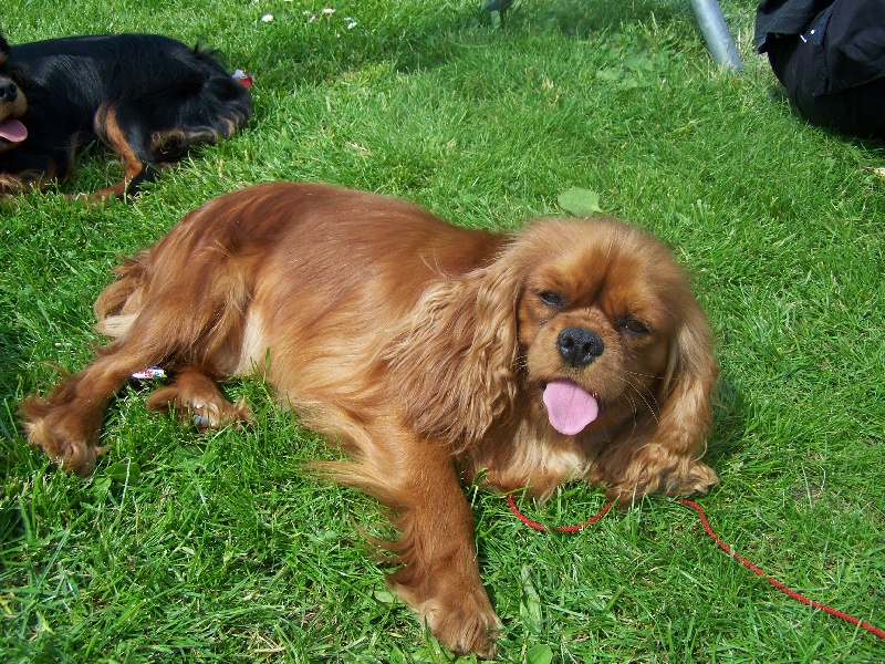 Publication : de la cour au coq