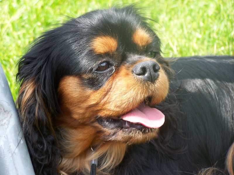 Publication : de la cour au coq