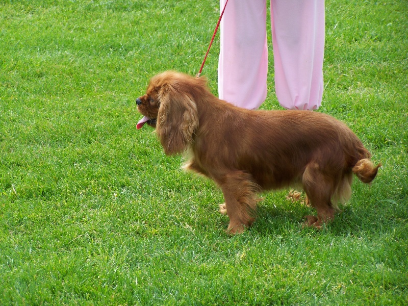 Publication : de la cour au coq