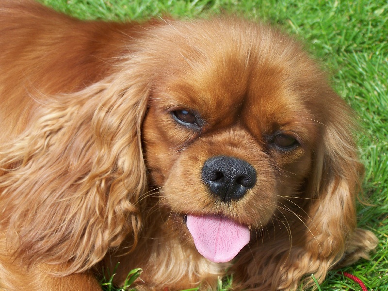 Publication : de la cour au coq