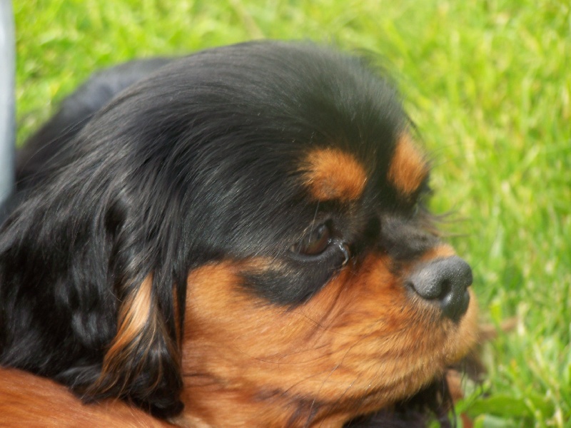 Publication : de la cour au coq