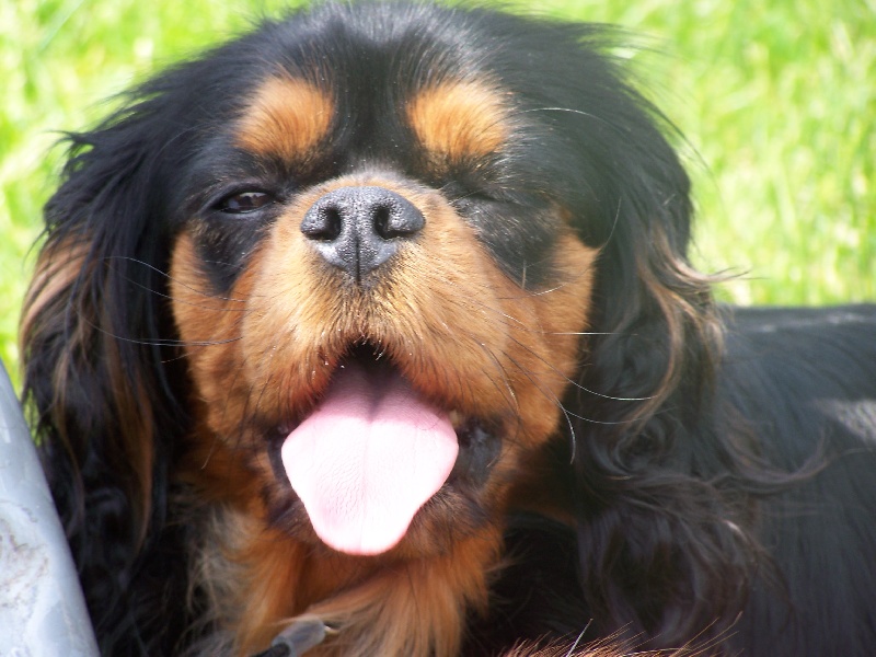 Publication : de la cour au coq