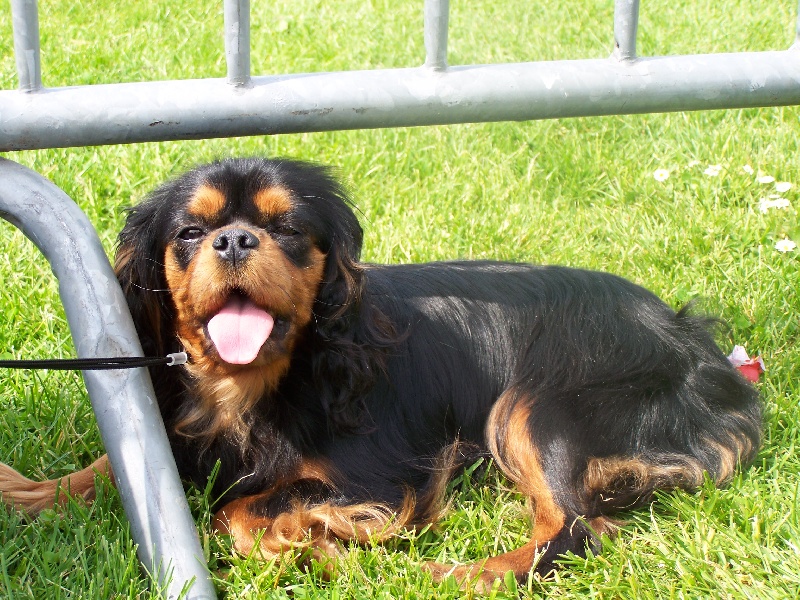 Publication : de la cour au coq