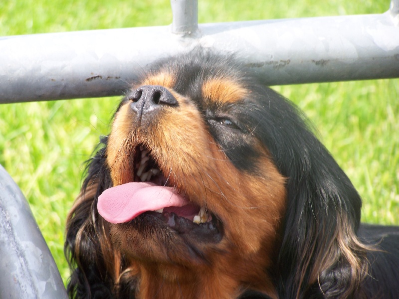 Publication : de la cour au coq