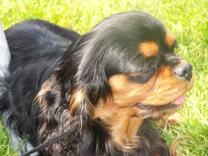 Publication : de la cour au coq