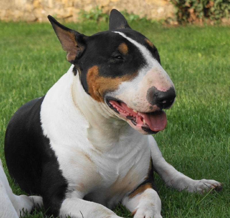 Publication : de l'Empire du Bull Auteur : de l'empire du bull