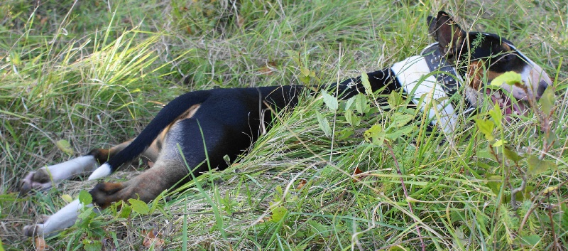 Publication : de l'Empire du Bull Auteur : de l'empire du bull