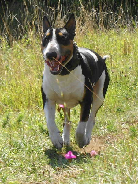 Publication : de l'Empire du Bull Auteur : de l'empire du bull