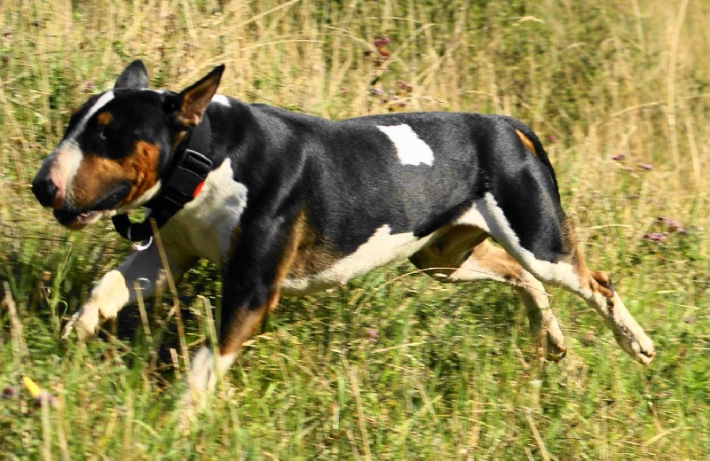 Publication : de l'Empire du Bull Auteur : de l'empire du bull