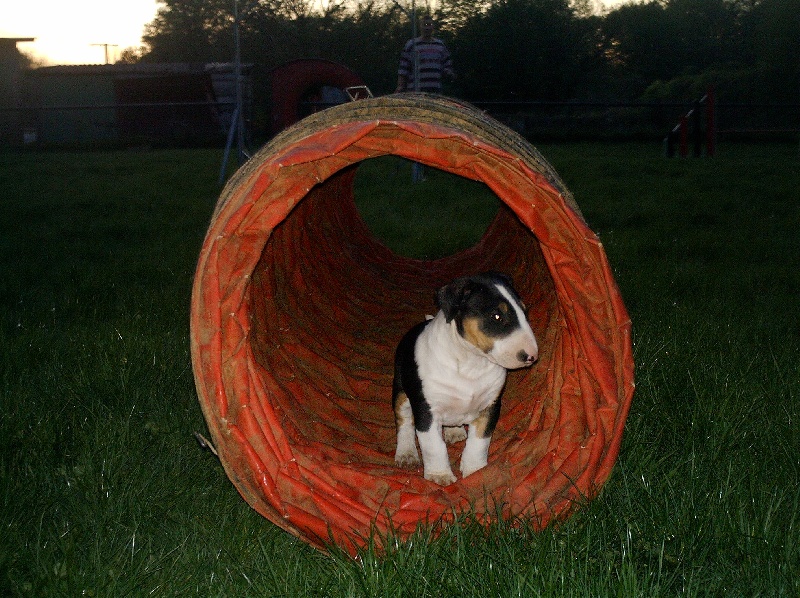 Publication : de l'Empire du Bull Auteur : de l'empire du bull