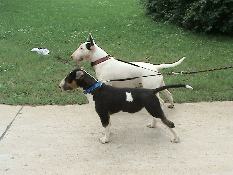 Publication : de l'Empire du Bull Auteur : de l'empire du bull