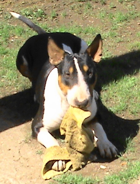 Publication : de l'Empire du Bull Auteur : de l'empire du bull