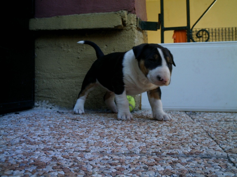 Publication : de l'Empire du Bull Auteur : de l'empire du bull