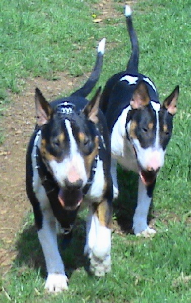 Publication : de l'Empire du Bull Auteur : de l'empire du bull