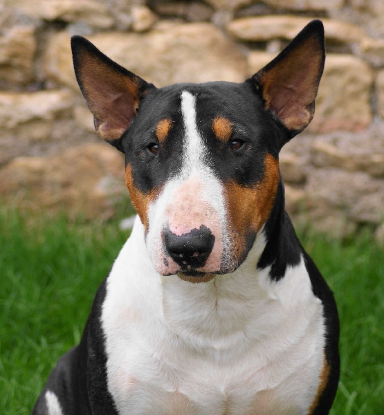 Publication : de l'Empire du Bull Auteur : de l'empire du bull