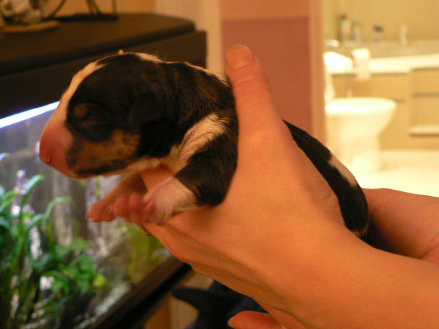 Publication : de l'Empire du Bull Auteur : de l'empire du bull