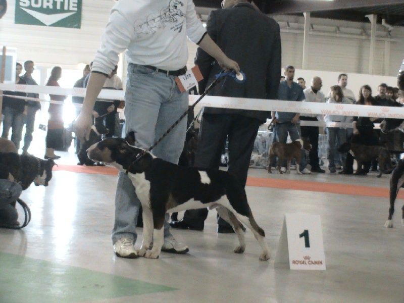 Publication : de l'Empire du Bull Auteur : de l'empire du bull