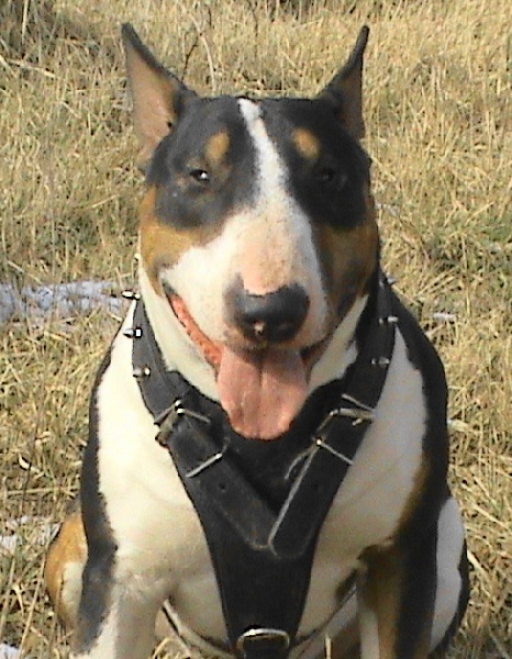 Publication : de l'Empire du Bull Auteur : de l'empire du bull